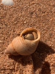 Coenobita variabilis