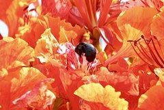 Xylocopa sulcatipes