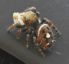 Phidippus audax