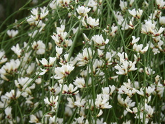 Retama monosperma