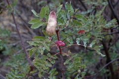 Baizongia pistaciae
