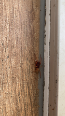 Dysdera crocata
