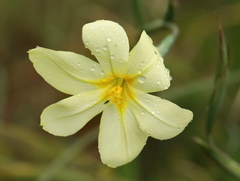 Moraea collina