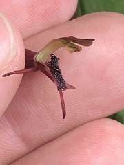 Chiloglottis formicifera