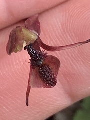 Chiloglottis formicifera