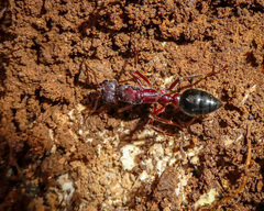Myrmecia forficata
