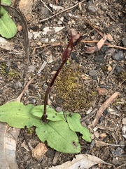Chiloglottis formicifera