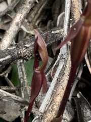 Chiloglottis formicifera