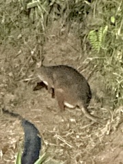 Thylogale stigmatica