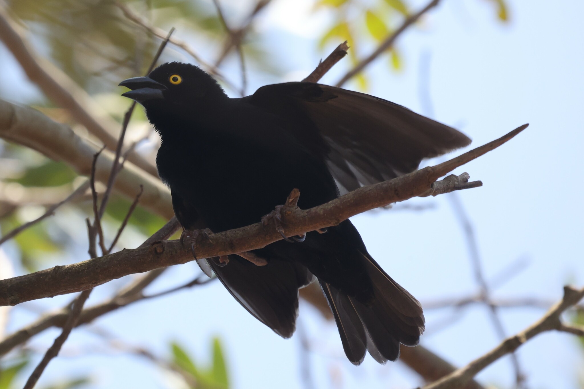 Vieillot's Black Weaver illustration