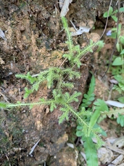 Lycopodium japonicum