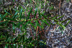 Pimelea axiflora axiflora