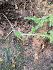Lycopodium japonicum