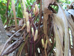 Erythrorchis cassythoides