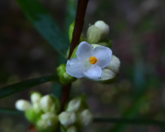 Pimelea axiflora axiflora