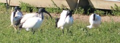 Threskiornis aethiopicus