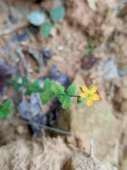 Hypericum japonicum