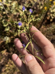 Trichostema setaceum