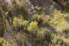 Oedera genistifolia