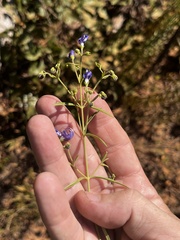 Trichostema setaceum