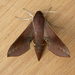 Coprosma Hawk Moth - Photo (c) Donald Hobern, some rights reserved (CC BY)