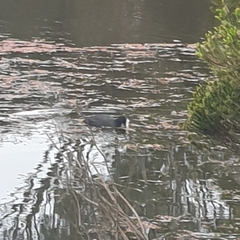 Fulica atra australis