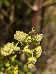 Hedycarya angustifolia