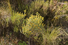 Oedera genistifolia