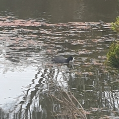 Fulica atra australis
