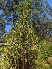 Hedycarya angustifolia