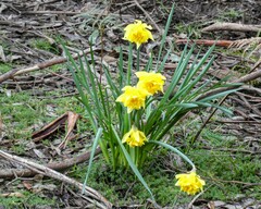 Narcissus