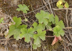 Pelargonium alchemilloides
