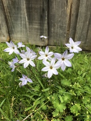 Ipheion uniflorum