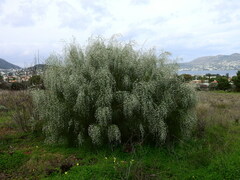 Retama monosperma