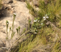 Psoralea sordida