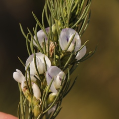 Psoralea sordida
