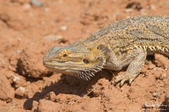 Pogona vitticeps