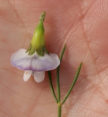 Psoralea sordida
