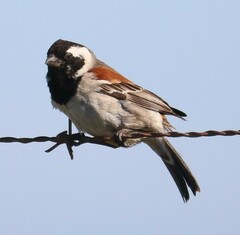 Passer melanurus melanurus