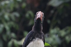 Lophoceros alboterminatus