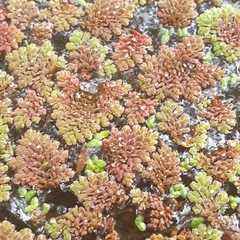 Azolla pinnata