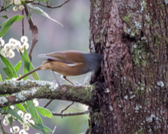 Pachycephala olivacea