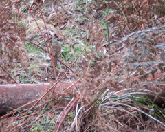 Pachycephala olivacea