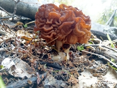 Gyromitra antarctica