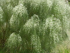 Retama monosperma