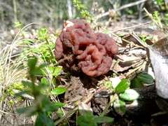 Gyromitra antarctica