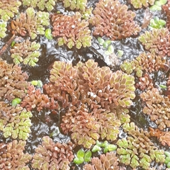 Azolla pinnata