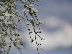 Retama monosperma