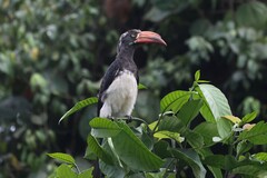 Lophoceros alboterminatus