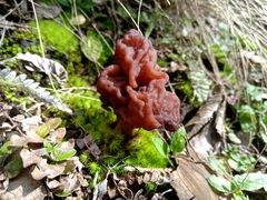 Gyromitra antarctica